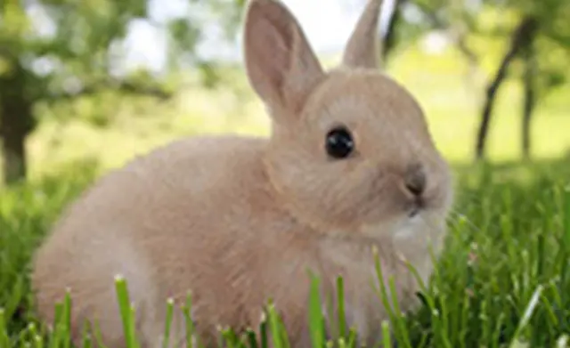 A rabbit sitting in the grass looking at the camera.