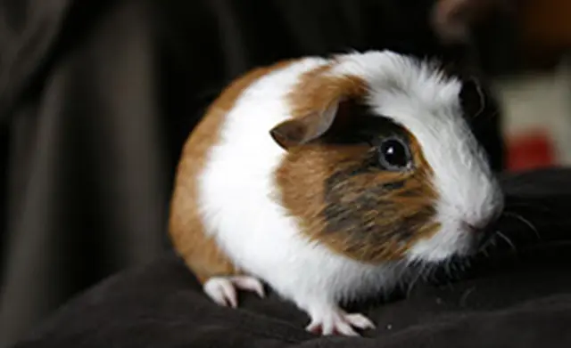 A brown and white guinea pig sitting on top of a bed.