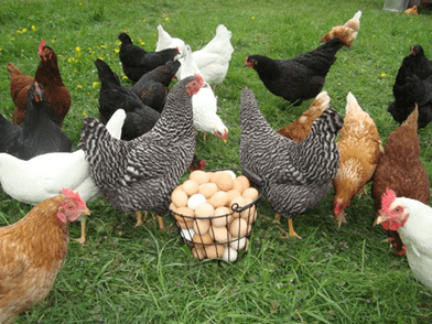 A group of chickens standing around an egg basket.